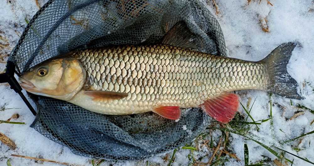 55 cm