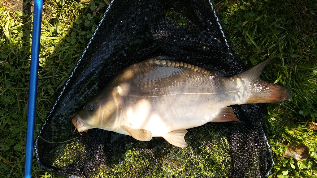 Karp z PZW