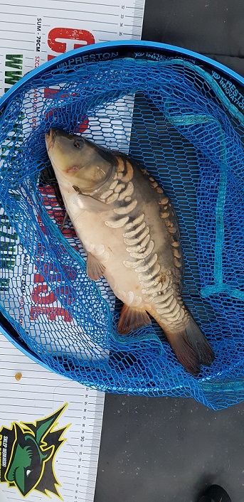 Karp PZW