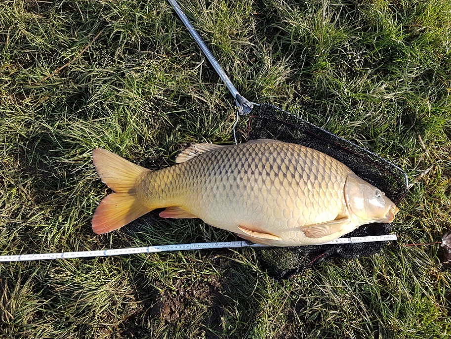 Karp 75 cm