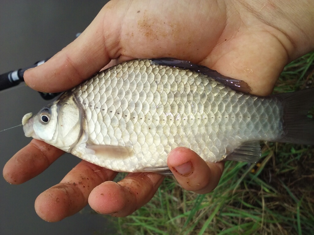 27.06
