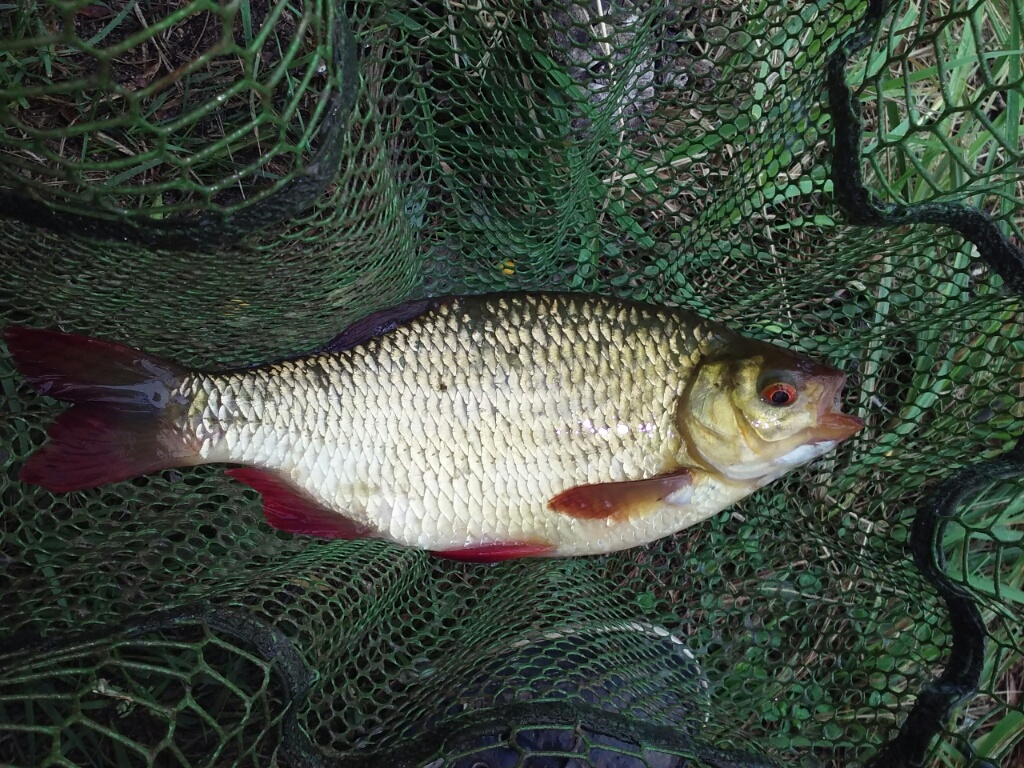 27. 06