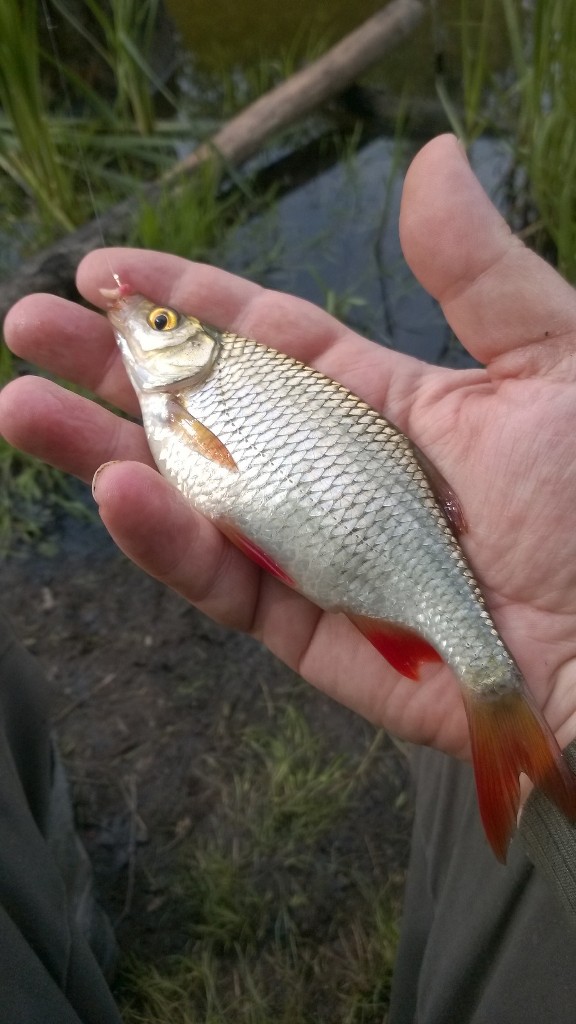 Wzdręga