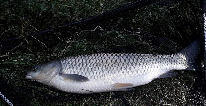 Amur 50 CM 2.700 KG