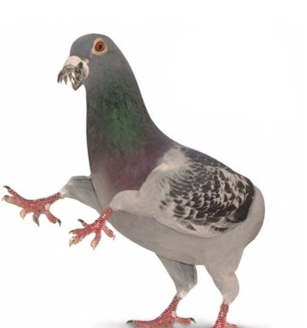 Gołąb