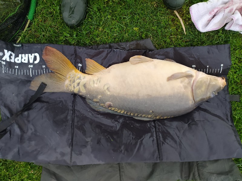 Karp