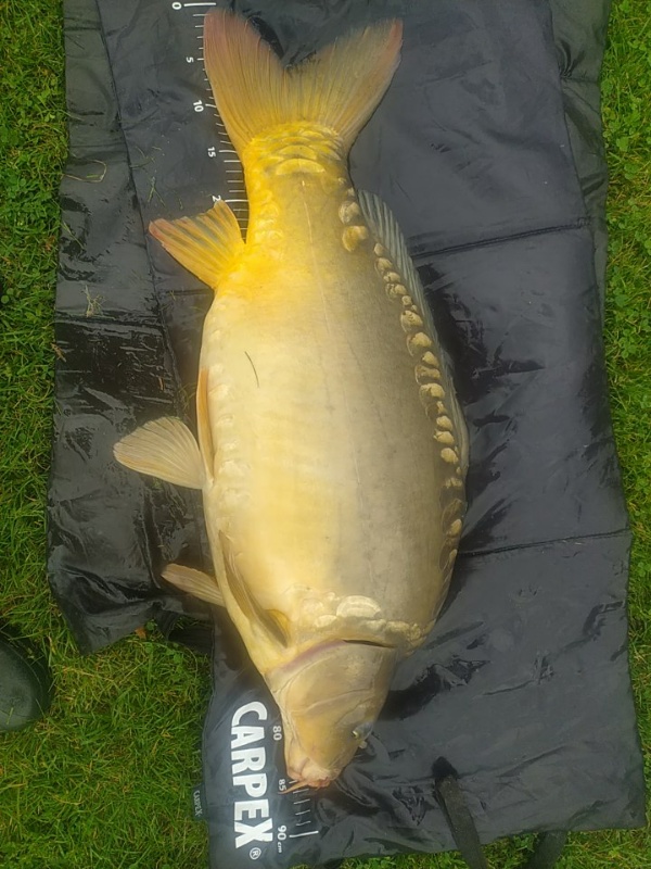Karp
