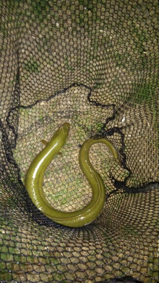 Węgorek