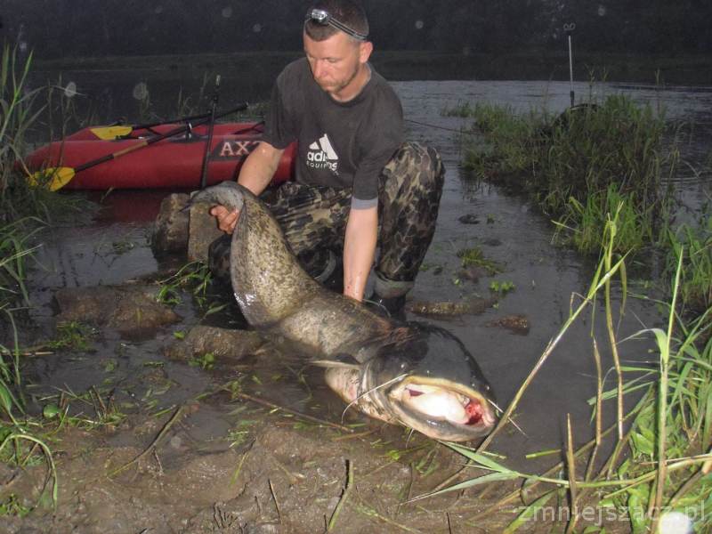 Wąsaty dublet - 170 cm