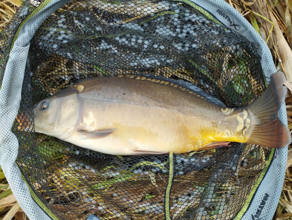 16.11.2024 Karp