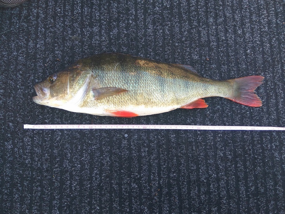 Perch 2