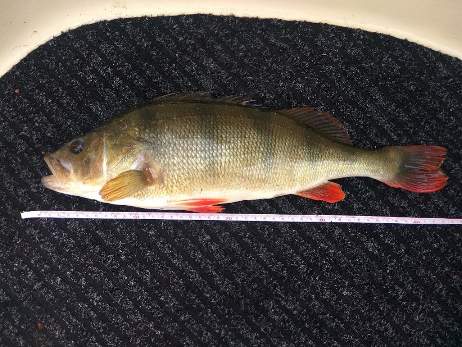 Perch 3