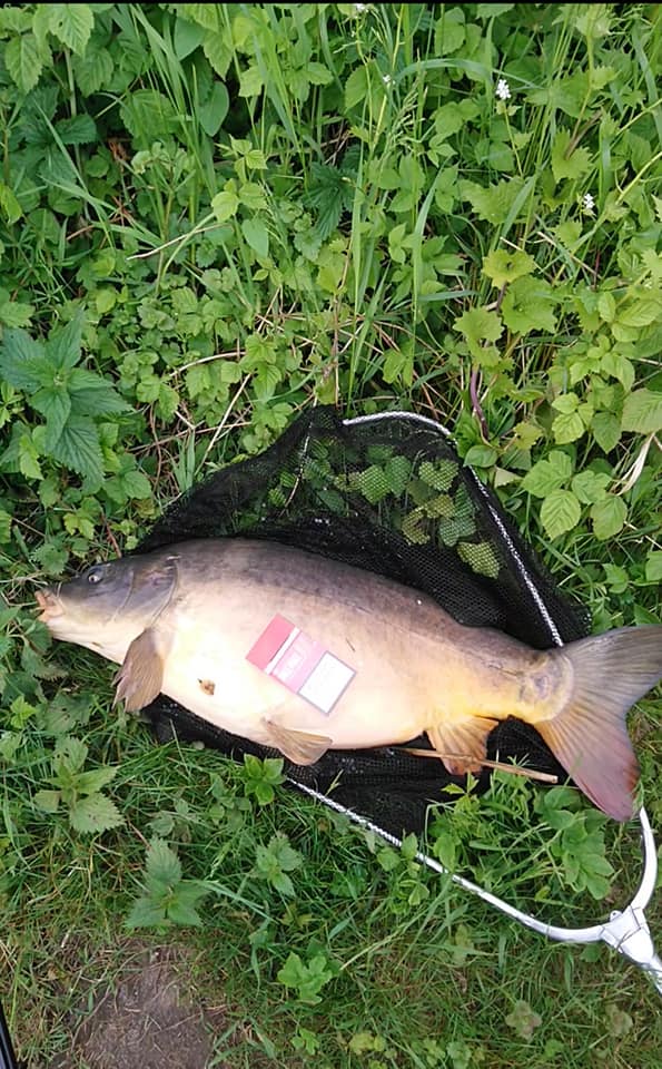 Karp