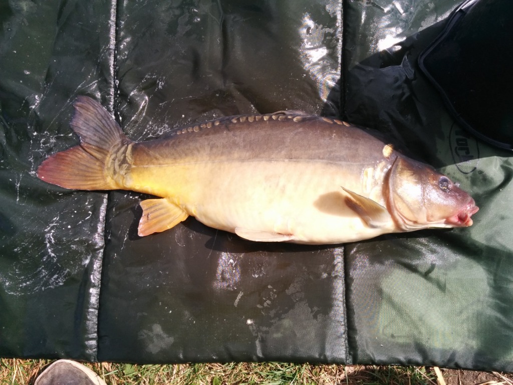 Karp 55 cm Różany Młyn 5.09.15