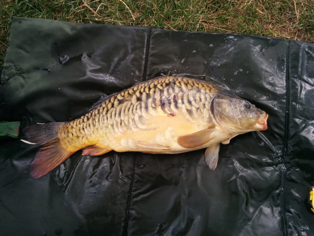 Karp 51 cm Różany Młyn 5.09.15