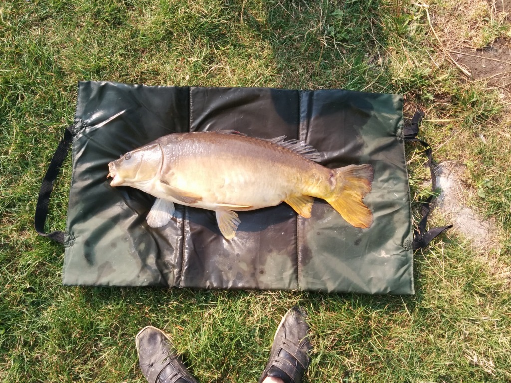 Karp 75 cm 9,2 kg Różany Młyn