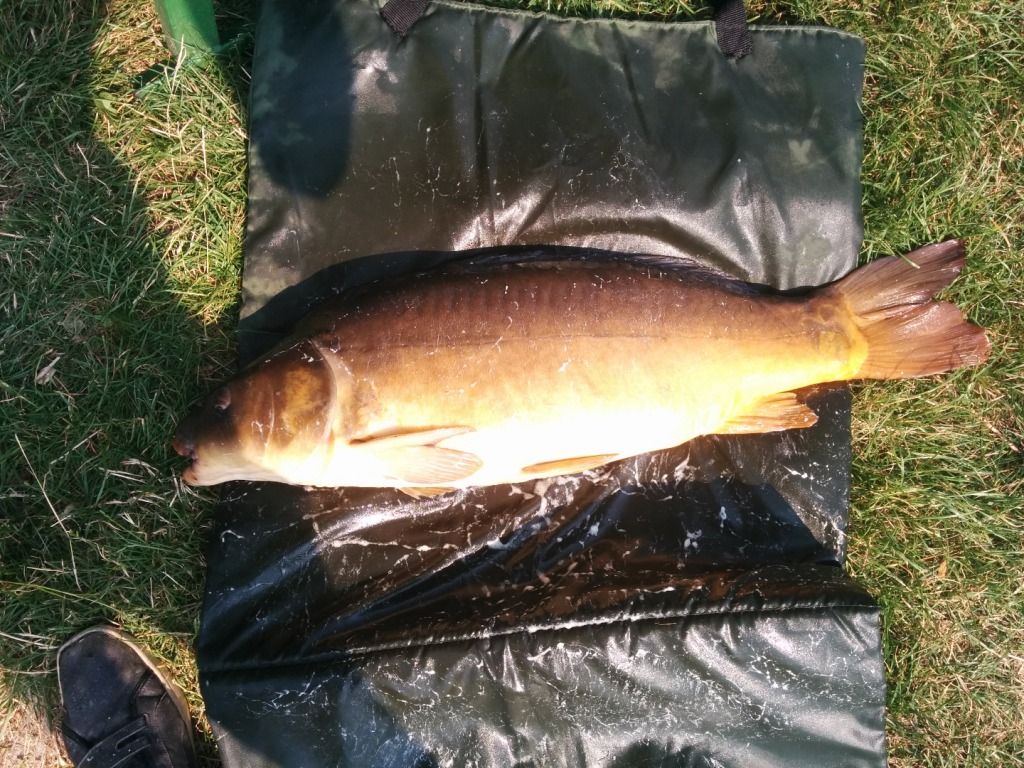 Karp 78 cm 8,8 kg Różany Młyn