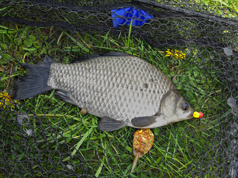 Karaś