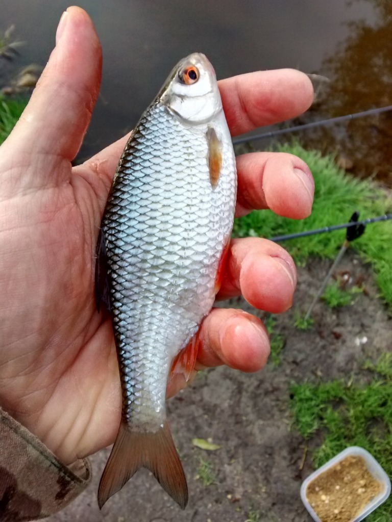 Płoć