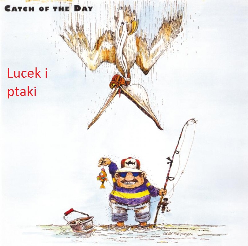 Lucek i ptaki 