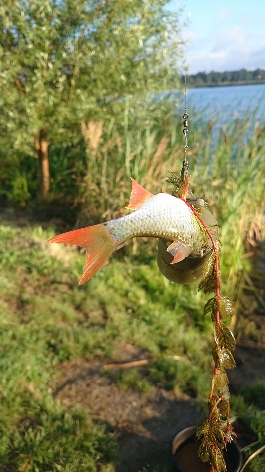 Płoć w koszyku