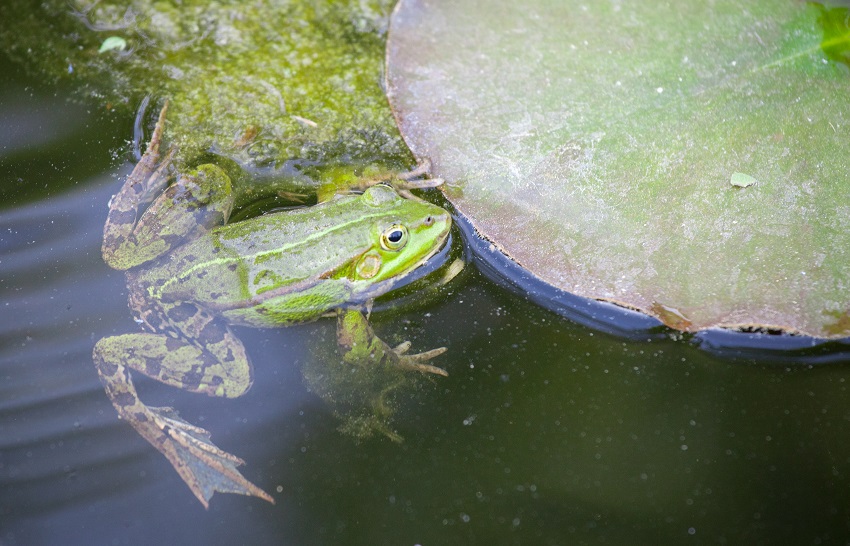 Żabka