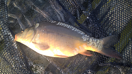 Karp