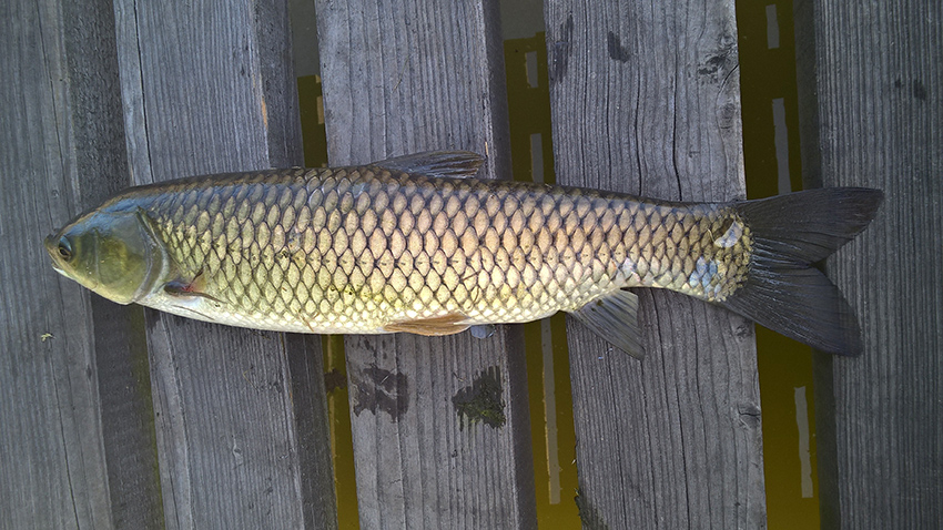 Amur 44 cm