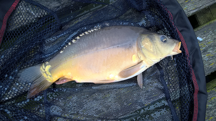 Karp