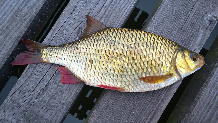 Wzdręga