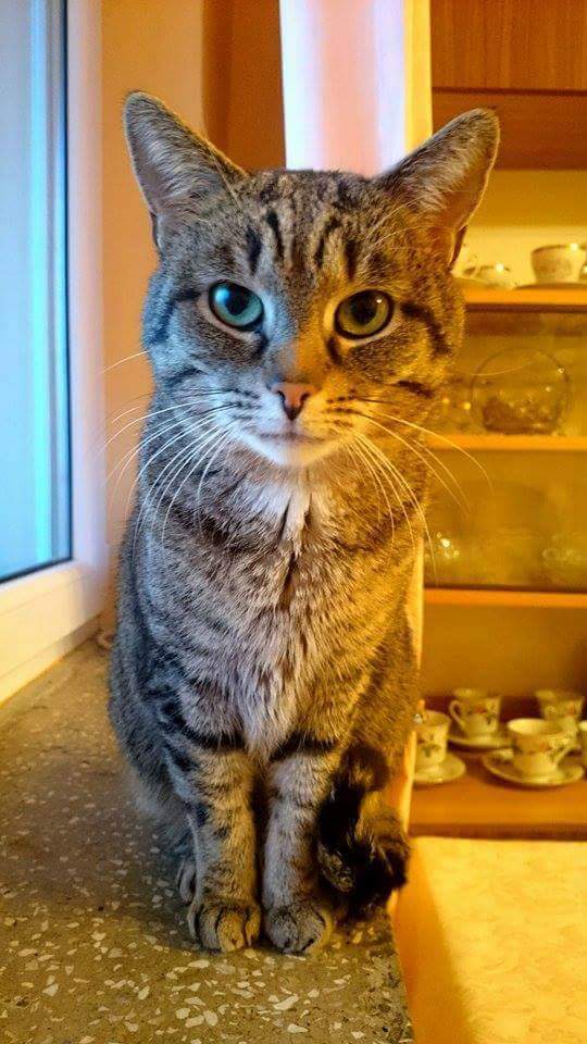 Rocky