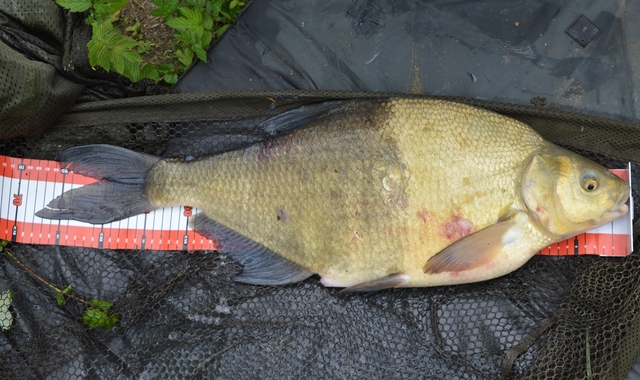 Gp bream 2