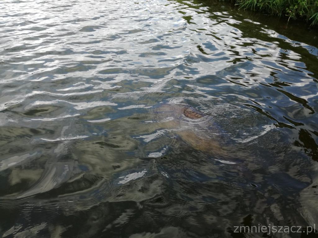 Karp 14,2 kg