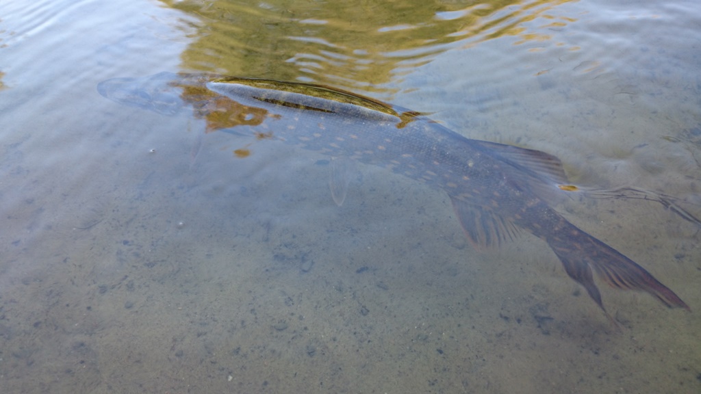 Pike