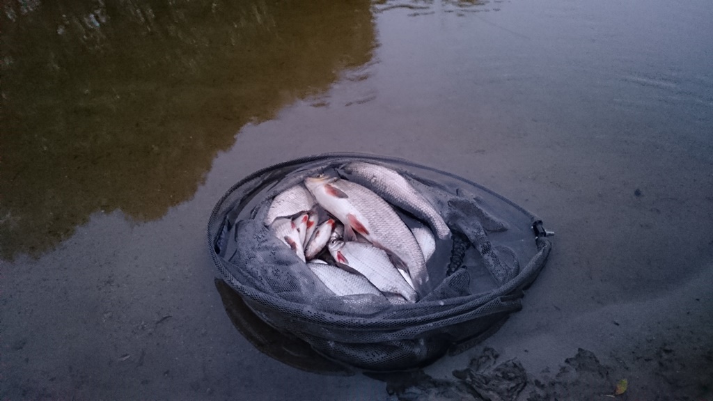 Fishs