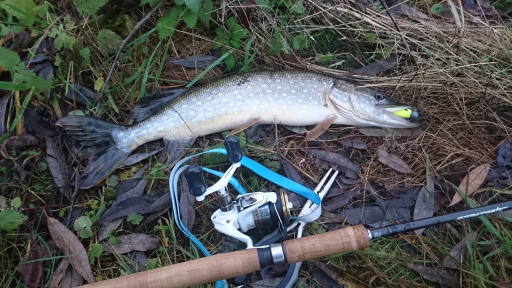 Pike