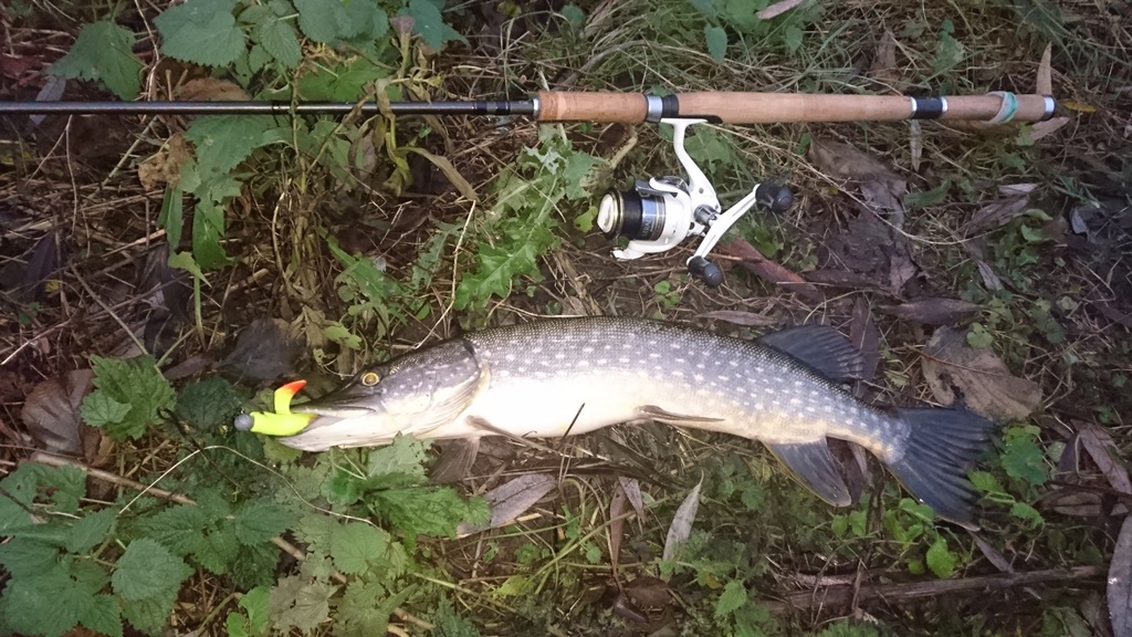 Pike