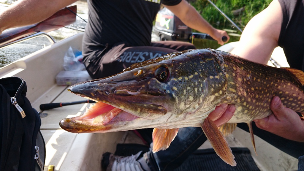 Pike