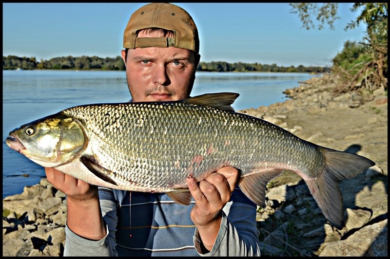 Boleń
