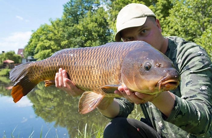 Karpik