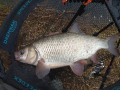 Jaź - 1,0 kg Nowy PB