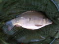 Karpik