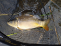 Karp
