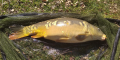 Nowy pb karp 75cm