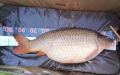 Karp
