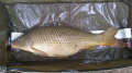 Karp