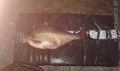 Leszcz 65 cm 3,67 kg Dzierżno Duże 13.08.2018
