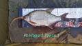 Urlop 