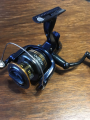 Thunnus - 2