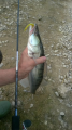 Sandacz na Texas rig